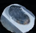 Large Thysanopeltis Trilobite - Premium Specimen #2957-5